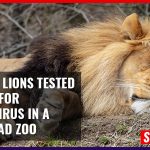 8 Asiatic Lions Tested Positive For Coronavirus In A Hyderabad Zoo