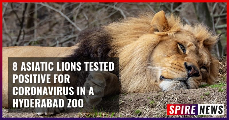 8 Asiatic Lions Tested Positive For Coronavirus In A Hyderabad Zoo